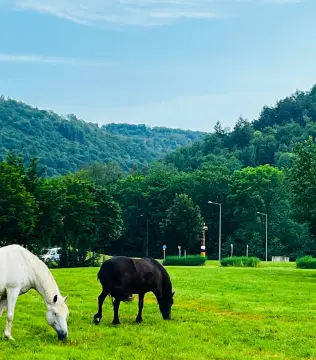 Domaine La Roche d'Ully