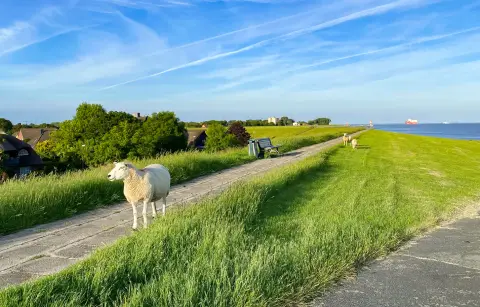 Elbdeichcamp
