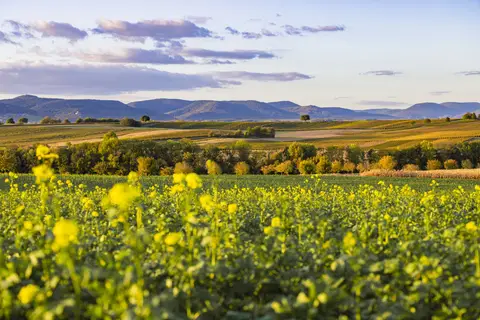 Wohnmobil Stellplatz Dierbach Weingut Geiger