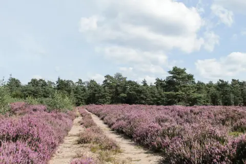 Nieuw Beekdal