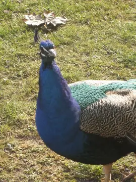 De Weidevogel