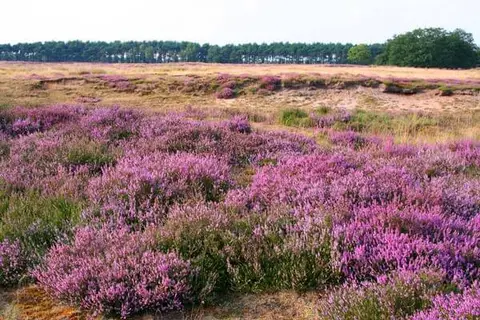 Landgoed Tolhek
