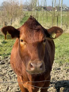 Boerencamping Remmelink