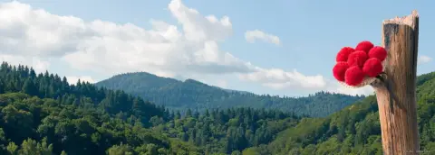 Ferienparadies Schwarzwälder Hof