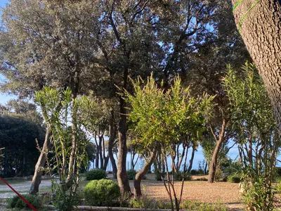 Terra Park Phalaris